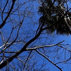 ORTO BOTANICO DI PALERMO. Fotografie di Giulio Azzarello ©2022. ORTO BOTANICO DI PALERMO. Fotografie di Giulio Azzarello ©2022.