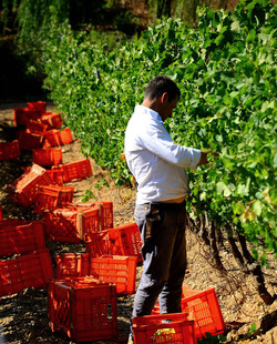 VENDEMMIA a S.Cristina Gela i coltivatori. Fotografie di Giulio Azzarello ©2016. VENDEMMIA a S.Cristina Gela i coltivatori. Fotografie di Giulio Azzarello ©2016.