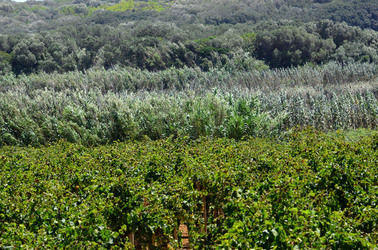 GORGHI TONDI oasi di vigneti e piante Mazzara del Vallo in Sicilia. Foto di Giulio Azzarello ©2016. GORGHI TONDI oasi di vigneti e piante Mazzara del Vallo in Sicilia. Foto di Giulio Azzarello ©2016.