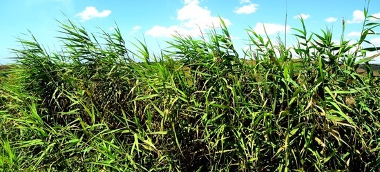 SELINUNTE sito archeologico. Fotografie di Giulio Azzarello ©2018. SELINUNTE sito archeologico. Fotografie di Giulio Azzarello ©2018.