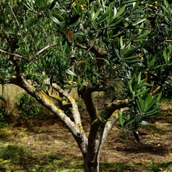 CAMMINANDO. Fotografie di Giulio Azzarello &copy;2024.