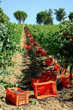 VENDEMMIA a S.Cristina Gela in Sicilia. Fotografie di Giulio Azzarello &copy;2016.