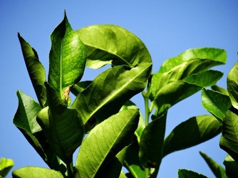 HABITAT NATURA in campagna. Fotografie di Giulio Azzarello ©2015 2016. HABITAT NATURA in campagna. Fotografie di Giulio Azzarello ©2015 2016.