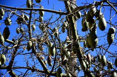 MACCHIA MEDITERRANEA in Sicilia. Fotografie di Giulio Azzarello &copy;2106.