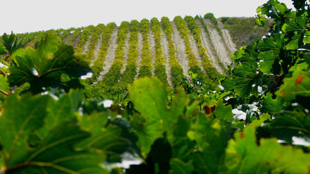 VIGNETO tipico siciliano a Salemi panoramiche e particolari. Fotografie di Giulio Azzarello &copy;2014.