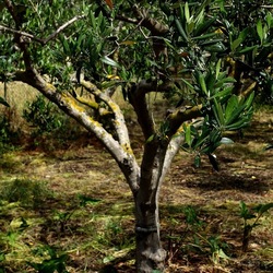 CAMMINANDO. Fotografie di Giulio Azzarello &copy;2024.