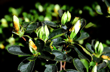 ORTO BOTANICO di Palermo in inverno. Fotografie di Giulio Azzarello &copy;2016.