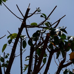 RAMI. Fotografie di Giulio Azzarello &copy;2022.