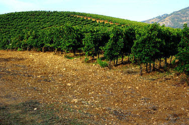CAMPAGNA SICILIANA. Fotografie di Giulio Azzarello &copy;2016.