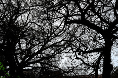 ORTO BOTANICO di Palermo in inverno. Fotografie di Giulio Azzarello &copy;2016.