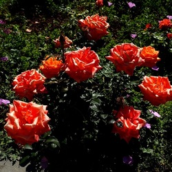 ROSETO. Fotografie di Giulio Azzarello &copy;2022.