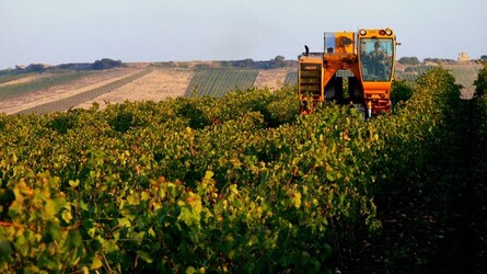 VIGNETO tipico siciliano a Salemi panoramiche e particolari. Fotografie di Giulio Azzarello &copy;2014.