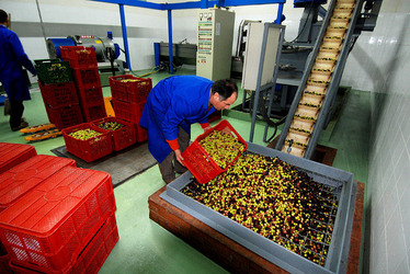 TIPICO FRANTOIO fotografie di Giulio Azzarello ©2014. TIPICO FRANTOIO fotografie di Giulio Azzarello ©2014.