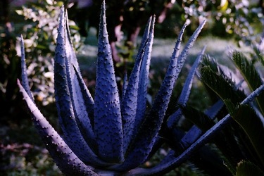 DIGITALIZZAZIONI fotografie di Giulio Azzarello &copy;2020.