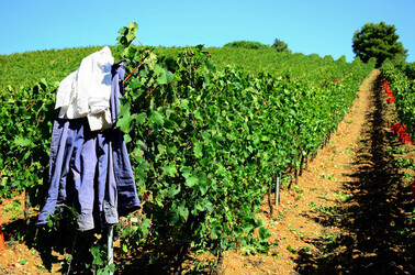 VENDEMMIA a S.Cristina Gela in Sicilia. Fotografie di Giulio Azzarello &copy;2016.