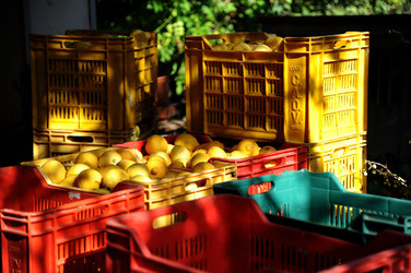 LIMONI di Sicilia coltivati in modo biologico. Fotografie di Giulio Azzarello &copy;2014.