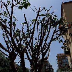 RAMI. Fotografie di Giulio Azzarello &copy;2022.