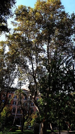 ROMA fotografie di Giulio Azzarello &copy;2022.