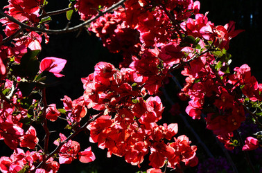 NATURA Violette siciliane in un tipico giardino in estate. Fotografie di Giulio Azzarello &copy;2014.