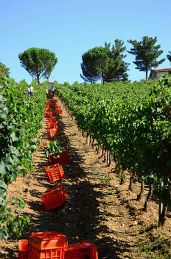 VENDEMMIA a S.Cristina Gela i coltivatori. Fotografie di Giulio Azzarello ©2016. VENDEMMIA a S.Cristina Gela i coltivatori. Fotografie di Giulio Azzarello ©2016.