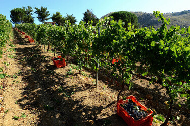 VENDEMMIA a S.Cristina Gela in Sicilia. Fotografie di Giulio Azzarello &copy;2016.