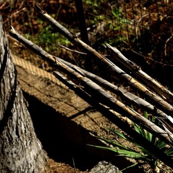 RAMI E ROVI. Fotografie di Giulio Azzarello ©2023. RAMI E ROVI. Fotografie di Giulio Azzarello ©2023.