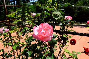 NATURA tipiche rose selvatiche di un giardino siciliano in estate. Fotografie di Giulio Azzarello &copy;2014.