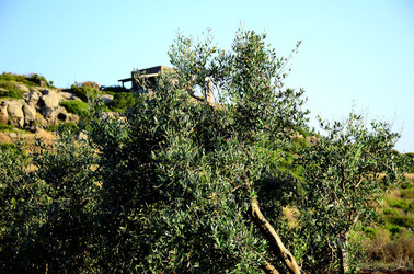 ISOLA DI USTICA la natura. Fotografie di Giulio Azzarello &copy;2016.