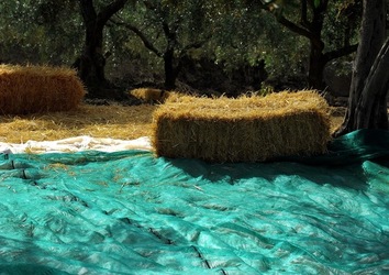 FRANTOIO GULLO ad Aliminusa in Sicilia. Fotografie di Giulio Azzarello &copy;2018.