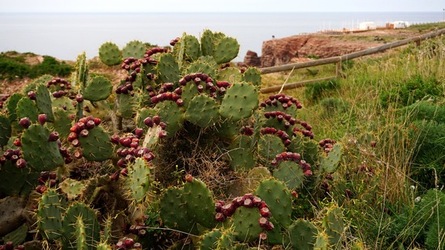 TERRASINI. Fotografie di Giulio Azzarello &copy;2022.