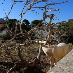 BESTIE. Fotografie di Giulio Azzarello ©2022. BESTIE. Fotografie di Giulio Azzarello ©2022.