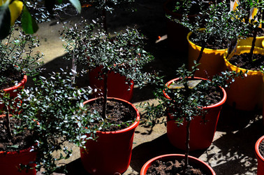 ORTO BOTANICO di Palermo in inverno. Fotografie di Giulio Azzarello &copy;2016.