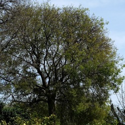 PIANTE. Fotografie di Giulio Azzarello &copy;2022.