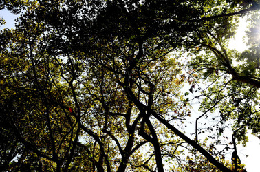 GIARDINI della BIENNALE a Venezia. Foto di Giulio Azzarello &copy;2015 2016.