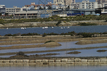 WWF Sicilia le Saline di Trapani. Fotografie di Giulio Azzarello &copy;2014.