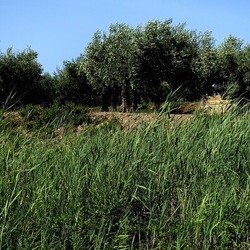 SELINUNTE. Fotografie di Giulio Azzarello ©2022. SELINUNTE. Fotografie di Giulio Azzarello ©2022.