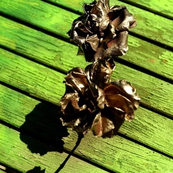 METALLICO. Fotografia di Giulio Azzarello &copy;2023.