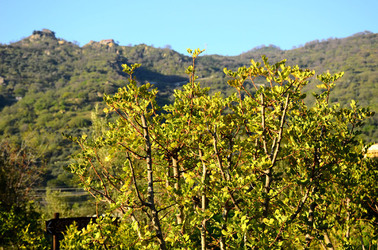 GOLE DELL ALCANTARA in Sicilia. Fotografie di Giulio Azzarello &copy;2016.