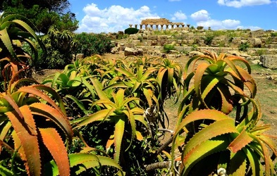 SELINUNTE sito archeologico. Fotografie di Giulio Azzarello ©2018. SELINUNTE sito archeologico. Fotografie di Giulio Azzarello ©2018.