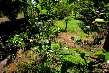 GIARDINO SICILIANO fotografie di Giulio Azzarello ©2021. GIARDINO SICILIANO fotografie di Giulio Azzarello ©2021.