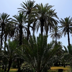 PALERMO. Fotografie di Giulio Azzarello &copy;2022.