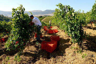 VENDEMMIA a S.Cristina Gela i coltivatori. Fotografie di Giulio Azzarello ©2016. VENDEMMIA a S.Cristina Gela i coltivatori. Fotografie di Giulio Azzarello ©2016.