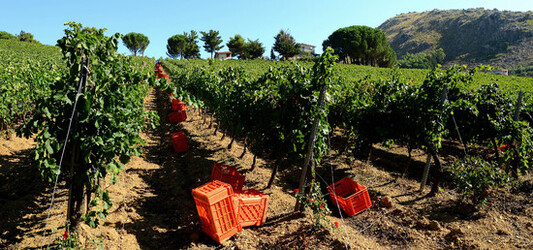 VENDEMMIA a S.Cristina Gela in Sicilia. Fotografie di Giulio Azzarello &copy;2016.