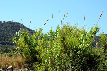 ISOLA DI USTICA la natura. Fotografie di Giulio Azzarello &copy;2016.