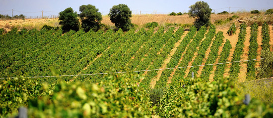 GORGHI TONDI oasi di vigneti e piante Mazzara del Vallo in Sicilia. Foto di Giulio Azzarello ©2016. GORGHI TONDI oasi di vigneti e piante Mazzara del Vallo in Sicilia. Foto di Giulio Azzarello ©2016.