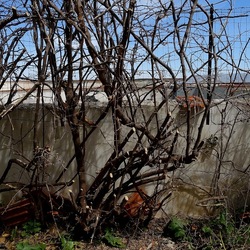 PIANTE. Fotografie di Giulio Azzarello ©2022. PIANTE. Fotografie di Giulio Azzarello ©2022.