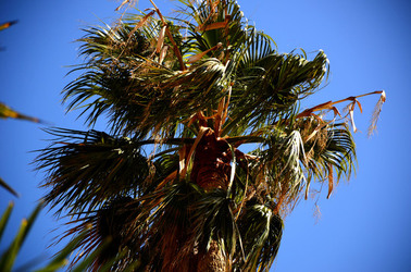 MACCHIA MEDITERRANEA in Sicilia. Fotografie di Giulio Azzarello &copy;2106.