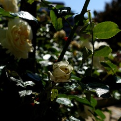 ROSETO. Fotografie di Giulio Azzarello &copy;2022.