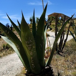 SEGESTA. Fotografie di Giulio Azzarello ©2024. SEGESTA. Fotografie di Giulio Azzarello ©2024.