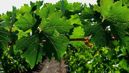 VIGNETO tipico siciliano a Salemi panoramiche e particolari. Fotografie di Giulio Azzarello &copy;2014.